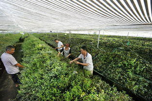湖南桂陽 中藥材產(chǎn)業(yè)鋪就脫貧致富路，石斛種植成“黃金產(chǎn)業(yè)”