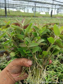最全石斛種植圖文病蟲害防治指南 病害篇