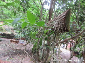 純天然種植石斛長勢良好，多圖展示綠色生機