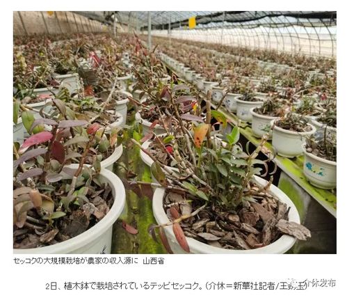 介休種植鐵皮石斛引日本最大新聞網站關注，推動中藥材國際化浪潮