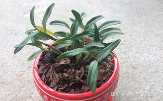 自己在家種植霍山石斛，輕松掌握的方法與養護要點