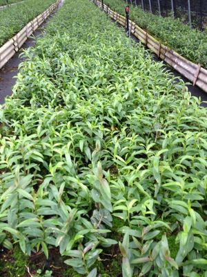 鐵皮石斛盆栽種植指南 從三年成株到生產(chǎn)銷售全解析