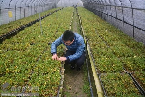 從深山野草到致富金花 我的石斛種植奮斗史