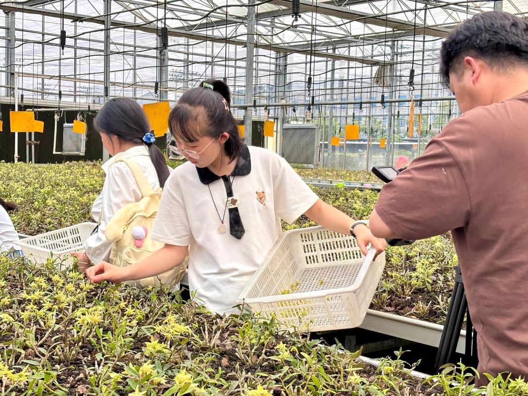 探秘仙草之境 研學(xué)小課堂走進(jìn)鐵皮石斛種植基地
