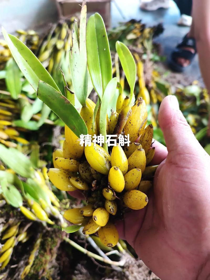 石斛盆景搬回家，大表哥教你從“廢木樁”養(yǎng)成“仙草”！