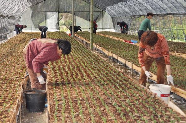 石斛種植成新寵 企業(yè)投資150多萬(wàn)建30畝大棚，種植200萬(wàn)株鐵皮石斛