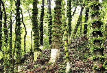 三農(nóng):林下仿野生種植模式 石斛種樹上一點(diǎn)不簡(jiǎn)單