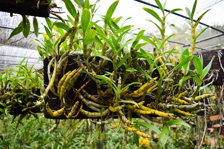鐵皮石斛種植新手必看 掌握這些方法，在家也能種出健康石斛