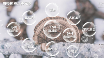 尋本溯源 ?？蜐M遁入北緯47度興安嶺白樺腹地，探秘石斛種植秘境